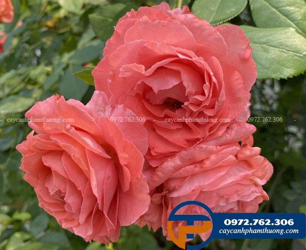Hoa hồng Corail Gelee