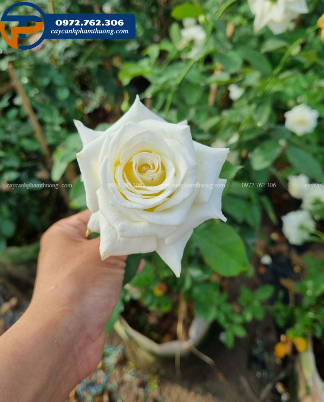 Hoa hồng John Paul