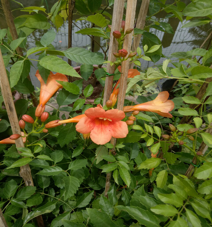 hoa đăng tiêu màu cam