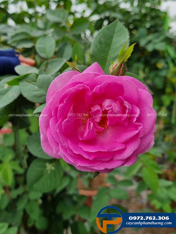 Hoa hồng cổ son môi xòe 7-10cm