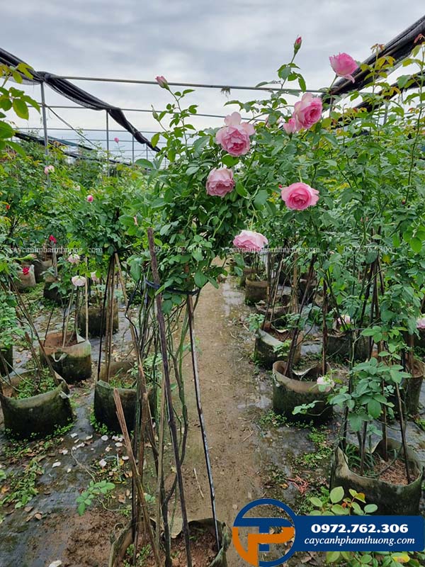 Cây hoa hồng Bien rose khi còn nhỏ sẽ ít cành, càng lớn cây phát triển mạnh