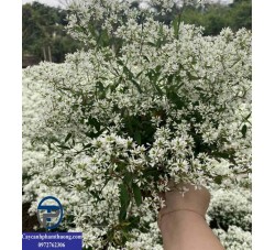 Cây bạch tuyết - loại hoa trắng thuần khiết, tinh tế