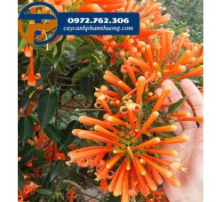 Cây chùm ớt - loại cây leo cho hoa đẹp rực rỡ