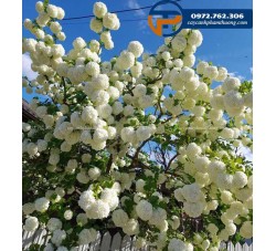 Cây hoa cẩm tú cầu thân gỗ - Cây Cảnh Phạm Thương