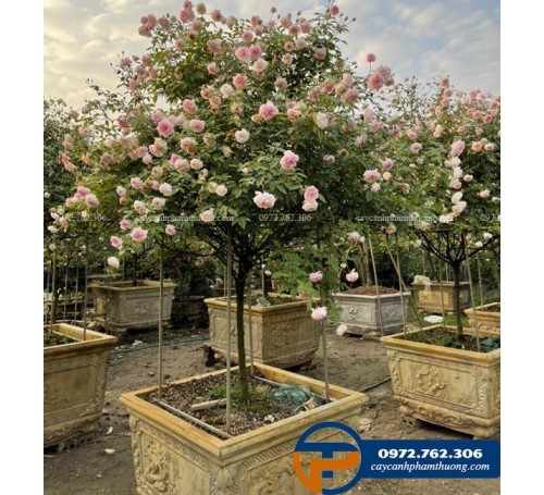Cây hoa hồng đào - Cây Cảnh Phạm Thương