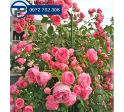 Cây hoa hồng pháp leo giá tốt tại Hà Nội