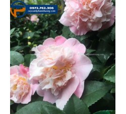 Cây hoa trà thơm - Cây Cảnh Phạm Thương