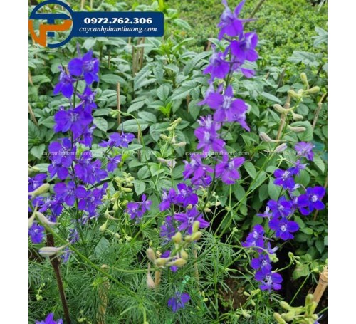Cây hoa violet tím - Ý nghĩa hoa violet tím