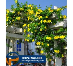 Cây huỳnh anh - loại cây dây leo dễ sống, khỏe, cho hoa đẹp