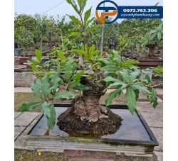 Cây lộc vừng bonsai - Cây Cảnh Phạm Thương