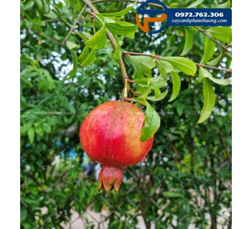 Cây lựu quả - Bán cây lựu quả đỏ Cây Cảnh Phạm Thương