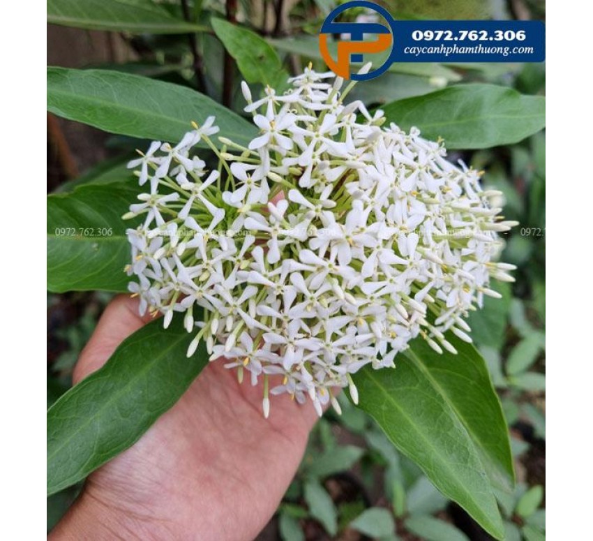 Người dùng muốn tìm hiểu về đặc điểm và cách chăm sóc cây hoa mẫu đơn trắng trong môi trường rừng.