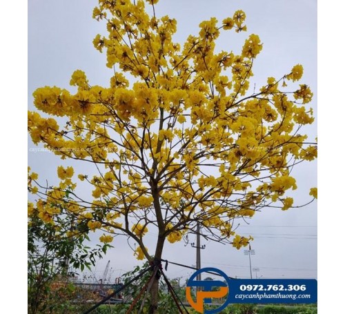 Cây phong linh hoa vàng - Cây Cảnh Phạm Thương