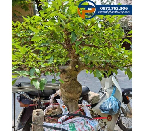 Cây sung bonsai - Cây Cảnh Phạm Thương