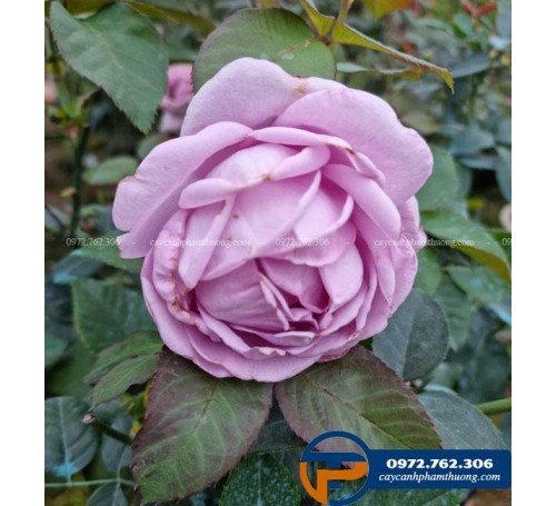 Hoa hồng Blue Storm - Cây Cảnh Phạm Thương