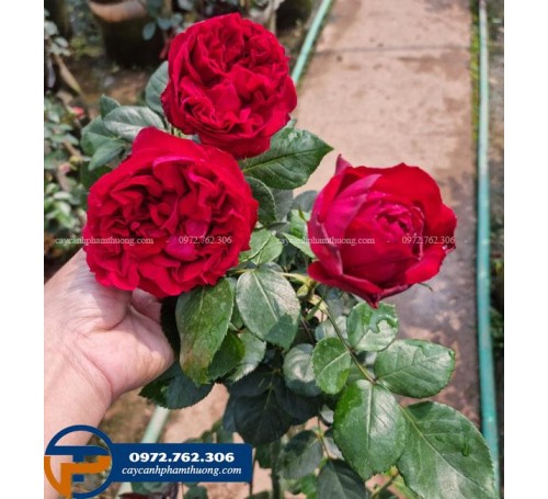 Hoa hồng leo Pháp Red Eden màu đỏ - Cây Cảnh Phạm Thương