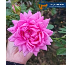 Hoa hồng leo Pompadour - Cây Cảnh Phạm Thương