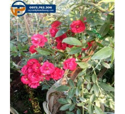 Hoa hồng leo Red Fairy - Cây Cảnh Phạm Thương
