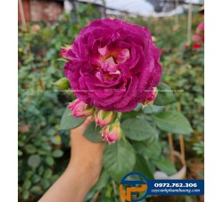 Hoa hồng leo Society màu tím cùng hương thơm quyến rũ