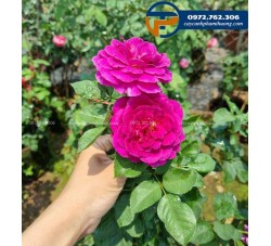 Hoa hồng Mỹ Ebb Tide màu tím có hương thơm ngọt