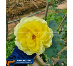 Hoa hồng ngoại Leah Tutu hương sắc say đắm lòng người