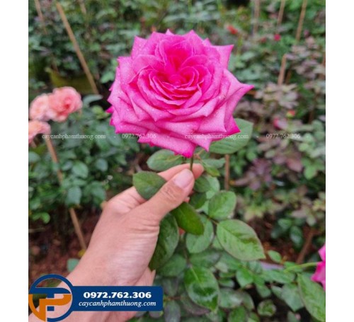 Hoa hồng ngoại Pink Peace màu hồng cánh sen có hương thơm thanh mát