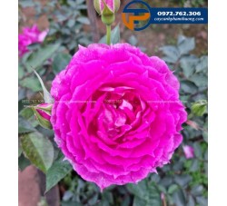 Hoa hồng Sheherazad - Cây Cảnh Phạm Thương