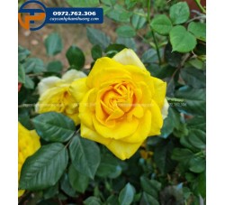 Hoa hồng Sunny Beach hoa màu vàng rực rỡ nhất - Cây Cảnh Phạm Thương