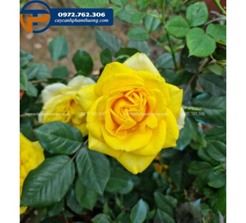 Hoa hồng Sunny Beach hoa màu vàng rực rỡ nhất - Cây Cảnh Phạm Thương