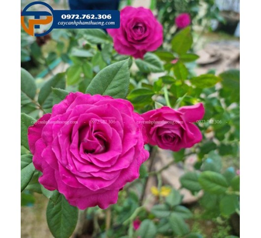 Hoa hồng tím Variety