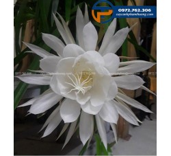 Cây hoa quỳnh - Cây Cảnh Phạm Thương