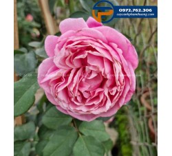 Hoa hồng leo Misato là một giống hoa hồng Pháp có hương thơm quyến rũ