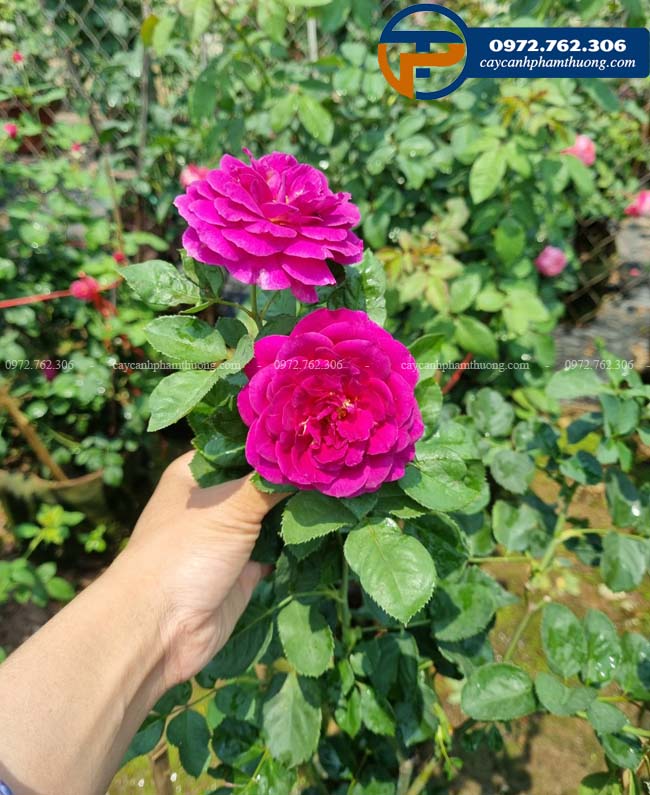 Bán cây hoa hồng Mỹ màu tím Ebb