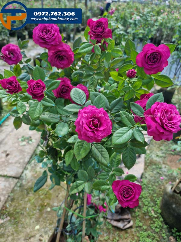 Bán cây hoa hồng tím Variety