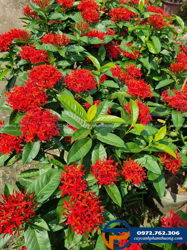 Bán cây hoa mẫu đơn Mỹ hoa quanh năm, đỏ rực rỡ