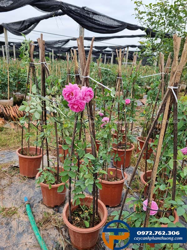 Chậu cây con hoa hồng cổ son môi bán tại Hà Nội