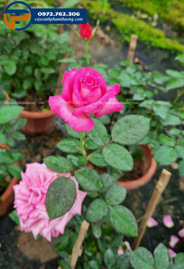 Bán hoa hồng Pink Peace