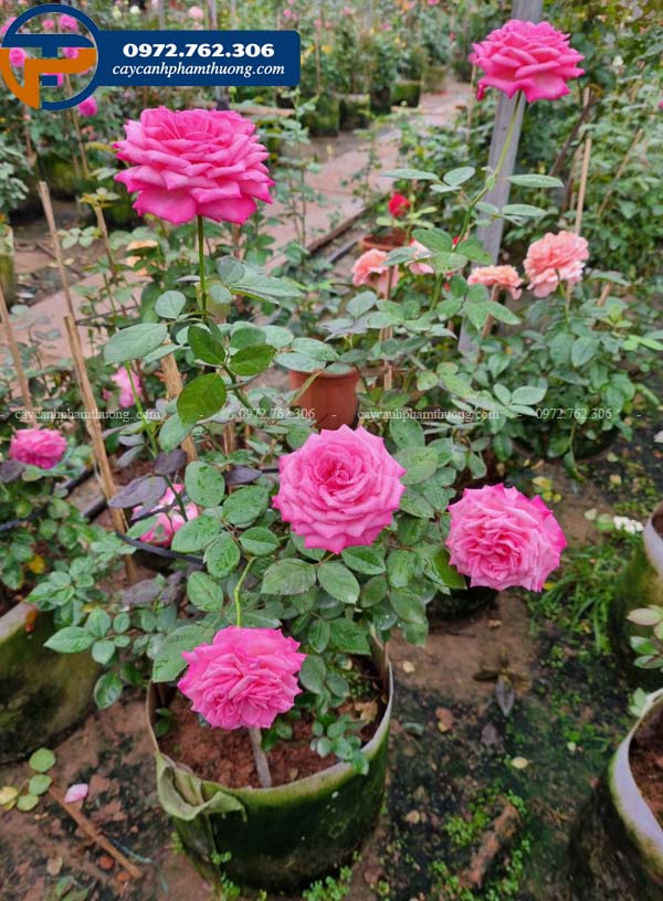 Cây hoa hồng Pink Peace