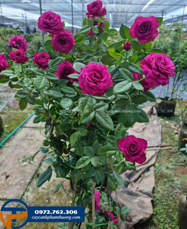 Cây hoa hồng tím Variety