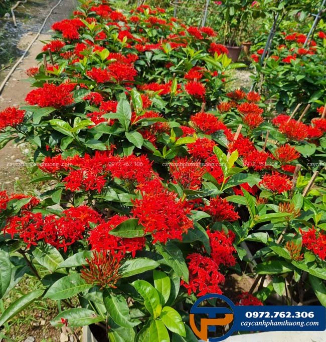 Bán cây hoa mẫu đơn Mỹ hoa quanh năm, đỏ rực rỡ