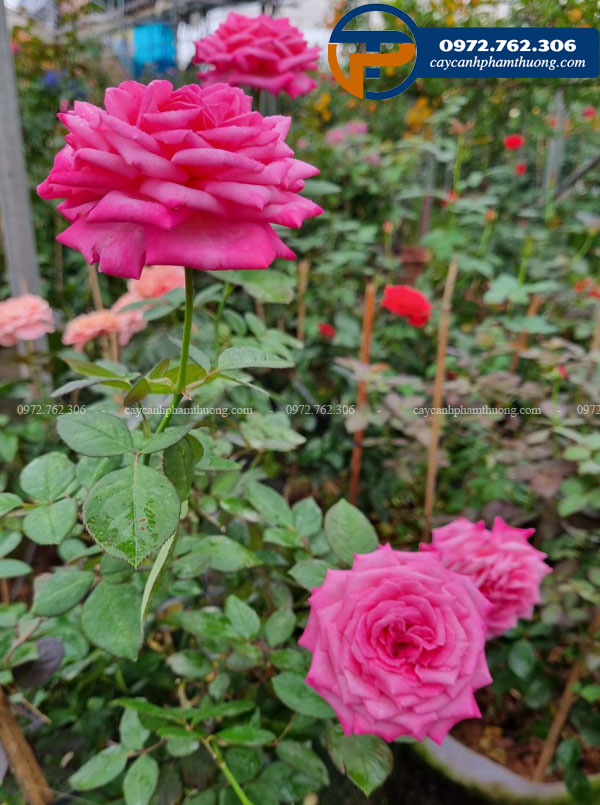 Hoa hồng Pink Peace