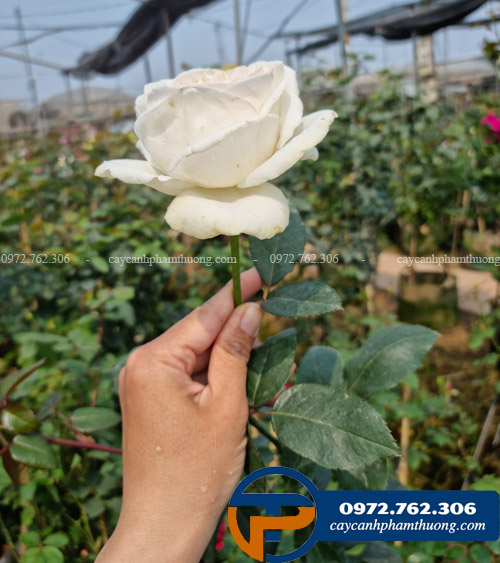 Hoa hồng trắng Jeanne Moreau