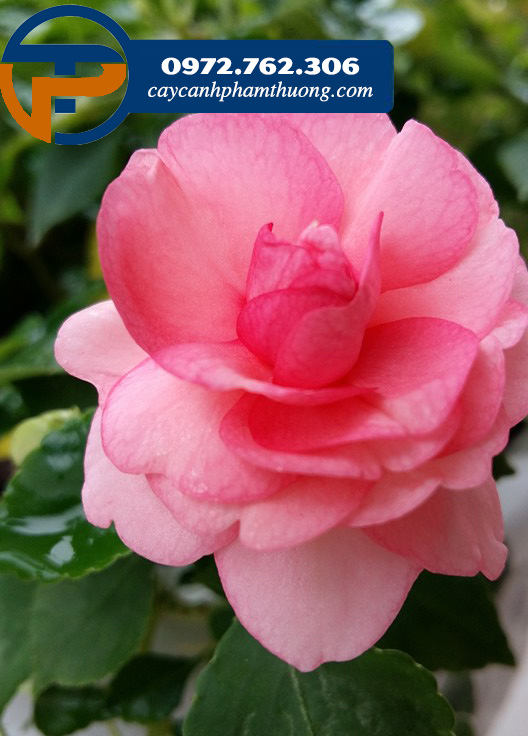 Hoa ngọc thảo xoắn kép màu hồng xinh xắn